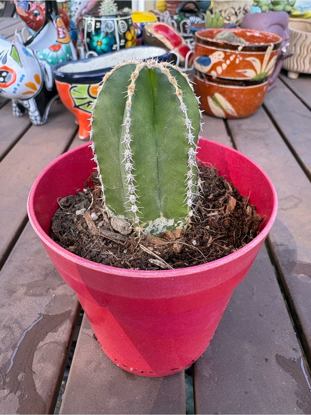 Small  Cactus in Bright Pink Pot Little scarred but a very healthy cactus